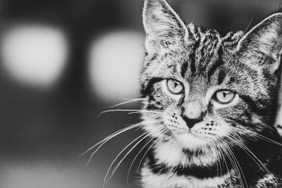 灰度摄影的虎斑猫
